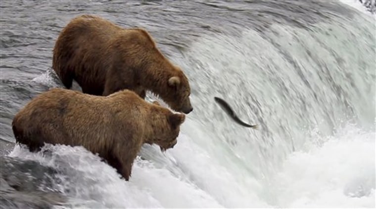 In this photo taken July 17, 2012 and provided by explore.org, brown bears are shown catching salmon at Brooks Falls, Katmai National Park in Alaska. A new video initiative will bring the famed brown bears of the park directly to your computer or smartphone. In a partnership with explore.org, a live webstream will be unveiled Tuesday that will allow the public to log on and see the brown bears in their natural habitat, including views of the bears catching salmon at Brooks Falls. (AP Photo/explore.org, Tahitia Hicks)